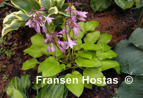 Hosta Boyz Toy